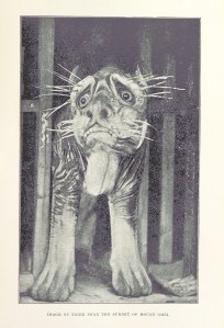 I just love this poor guy's face. He's a tiger!