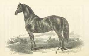 11064558366_17da3b3e9f_o