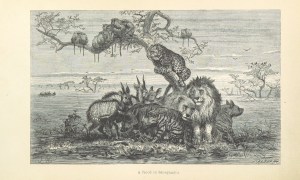 11065428254_7a085b187a_o