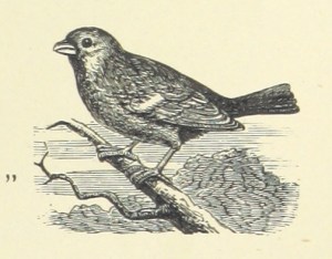 11072571424_f732550fff_o